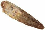 Fossil Spinosaurus Tooth - Real Dinosaur Tooth #310876-1